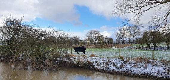 A murky brown river in the foreground, with a partially snow-covered bank and a black cow standing in a field behind.